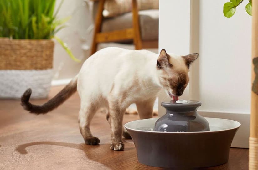 Bir Kedinin Ne Kadar Su İçmesi Gerekir?