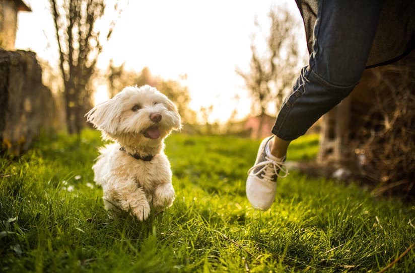 Bu Sağlık İpuçlarıyla Evcil Hayvanınızın Kardiyovasküler Sistemini Güçlendirin