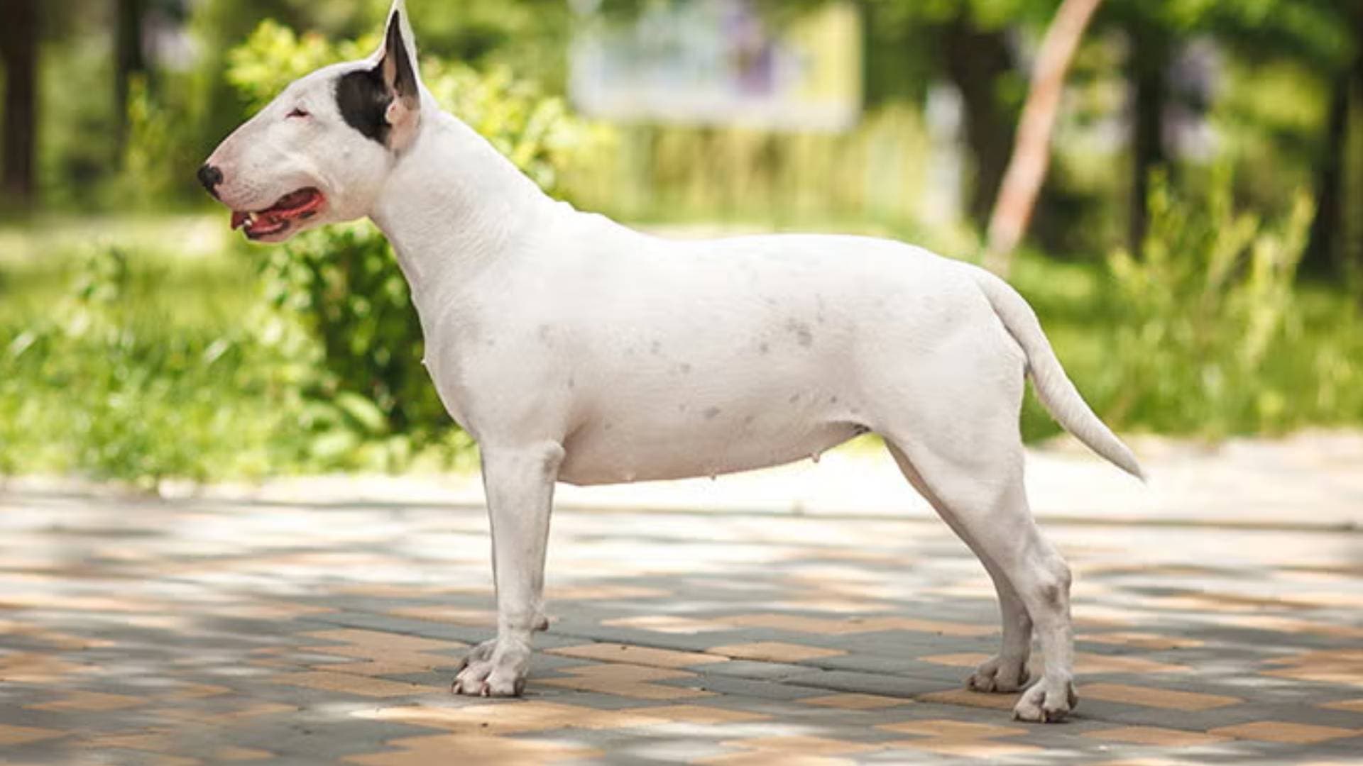 Bull Terrier Köpek Irkı Özellikleri, Bakımı, Beslenmesi ve Eğitimi