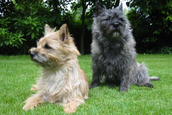 Cairn Terrier Özellikleri, Bakımı, Beslenmesi ve Eğitimi