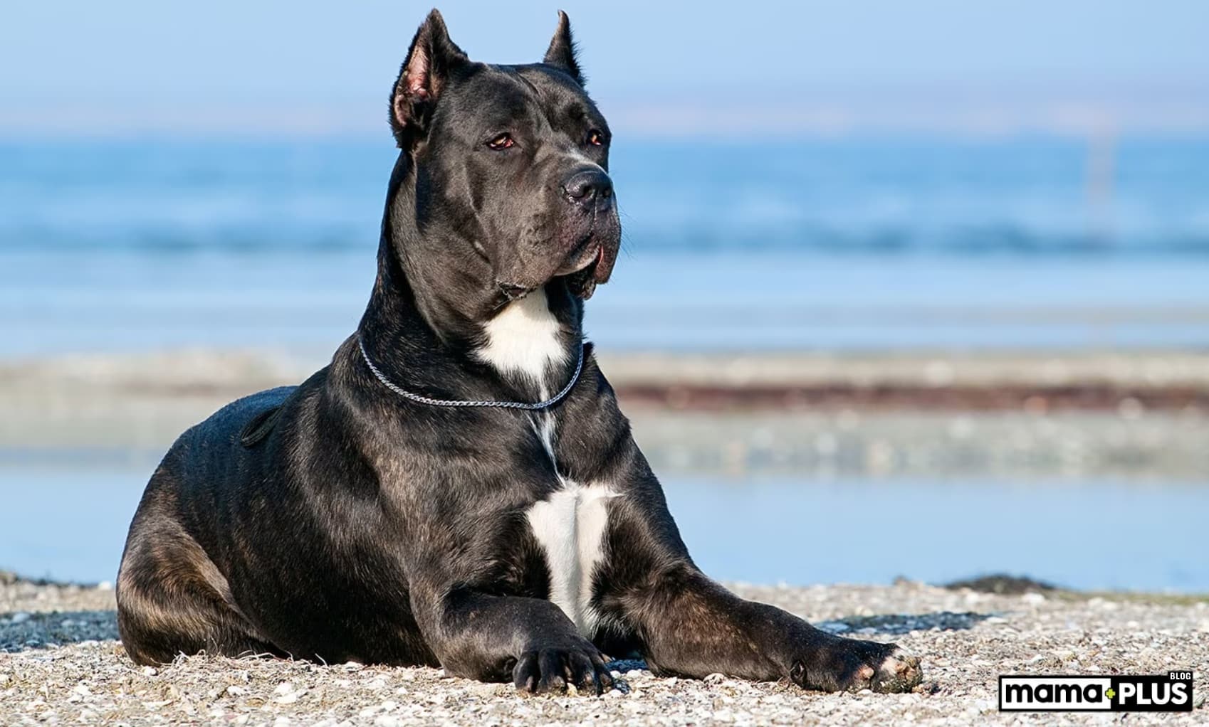 Cane Corso Köpek Irkı Özellikleri, Bakımı ve Beslenmesi