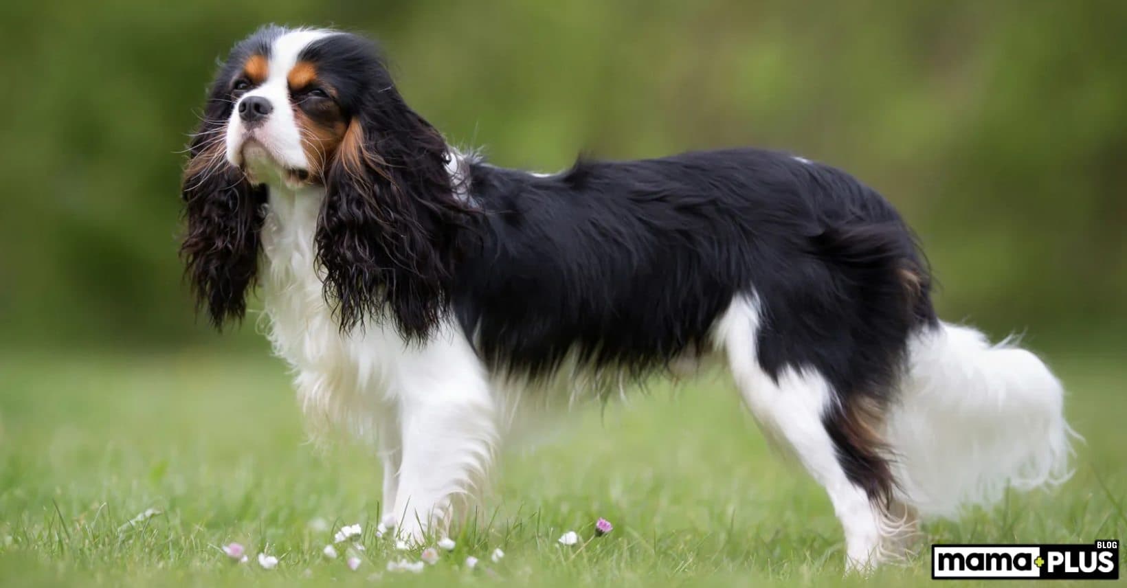 Cavalier King Charles Spaniel Köpek Irkı Özellikleri, Bakımı, Beslenmesi ve Eğitimi