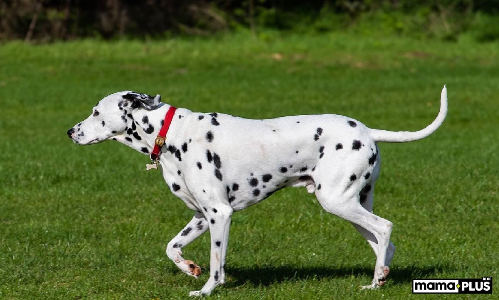 Dalmaçyalı (Dalmatian) Köpek Irkı Özellikleri, Bakımı, Beslenmesi ve Eğitimi