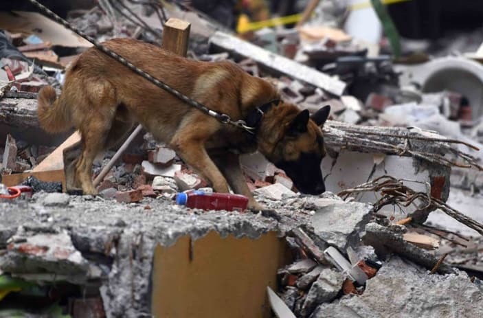 Evcil Hayvanınızı Doğal Afetlere Hazırlamanın 8 Yolu