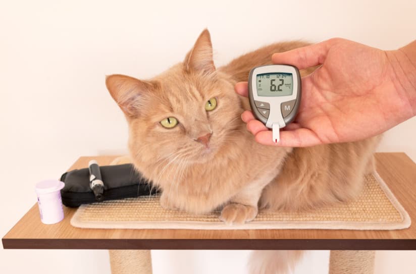 Evcil Hayvanınızın Kan Şekerini Normalleştirmeye Yardımcı Olabilecek 7 Bitki