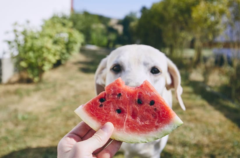 Evcil Hayvanlar İçin Süper Yiyecekler! Bu Besinler Tüylü Dostlarımıza Nasıl Fayda Sağlar?