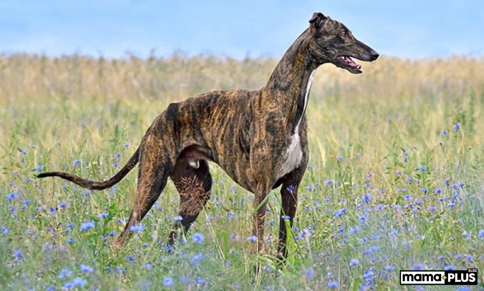 Greyhound (Tazı) Köpek Irkı Özellikleri, Bakımı, Beslenmesi ve Eğitimi