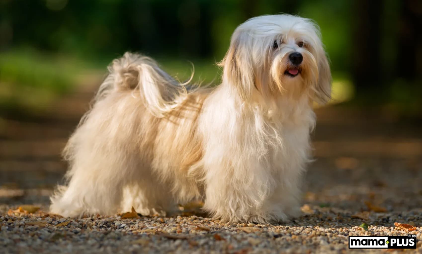 Havanese Köpek Irkı Özellikleri, Bakımı, Beslenmesi ve Eğitimi