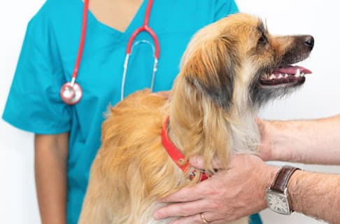 Her Evcil Hayvan Sahibinin Veterinerine Sorması Gereken 5 Soru