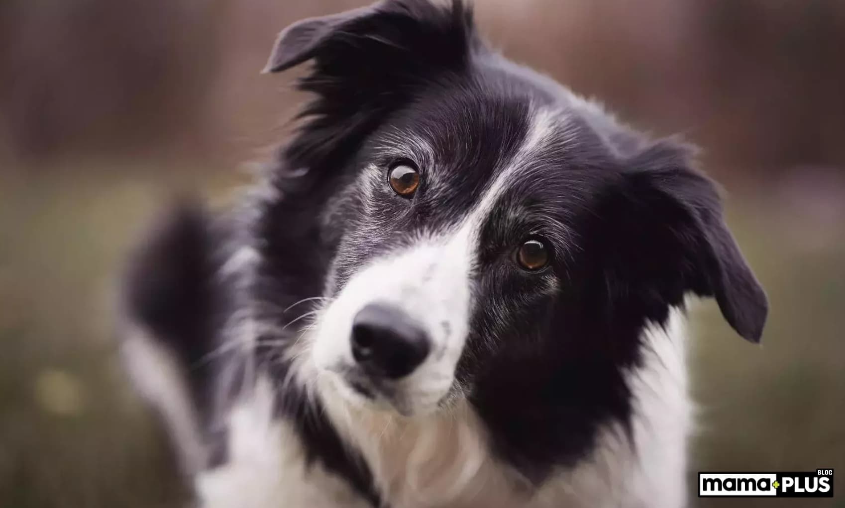 İngiliz Çoban Köpek Irkı Özellikleri, Bakımı, Beslenmesi ve Eğitimi