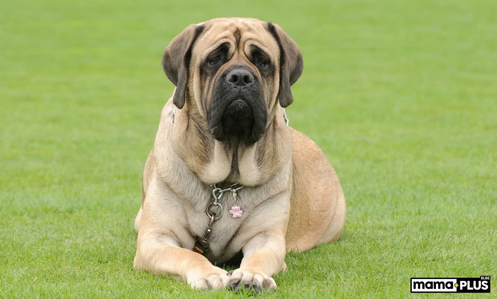 İngiliz Mastiffi Köpek Irkı Özellikleri, Bakımı ve Beslenmesi