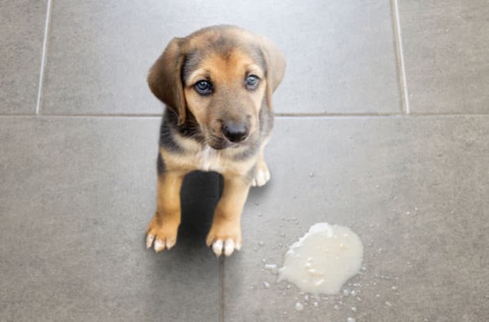 Karaciğer Sağlığı Köpeğinizin Sindirimi İçin Neden Bu Kadar Önemli?
