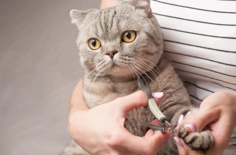 Kedi Tırnağı Nasıl Kesilir?
