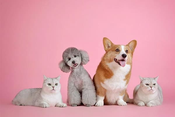 Kedi ve Köpek Diyetlerinde Rendering Ürünlerin Kullanılması