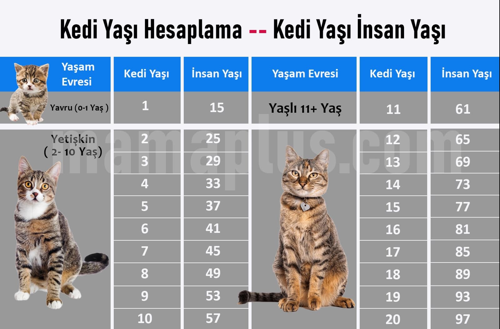 Kedi Yaşı İnsan Yaşı | Kedi Yaşı Hesaplama 2025