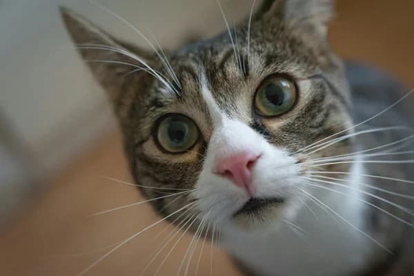 Kedilerde Sıcak Yaz Aylarından En Sık Rastlanan Hastalıklar