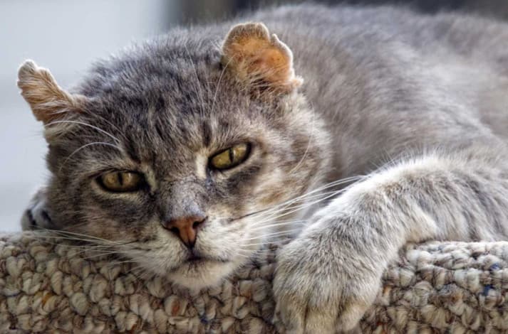 Kedilerde Yaşlılık Belirtileri