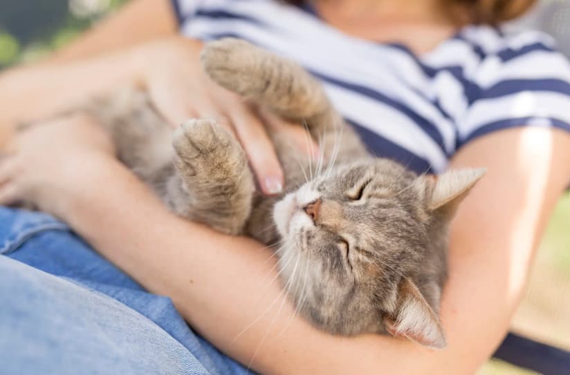 Kedilerden Neden Harika Arkadaş Olur?