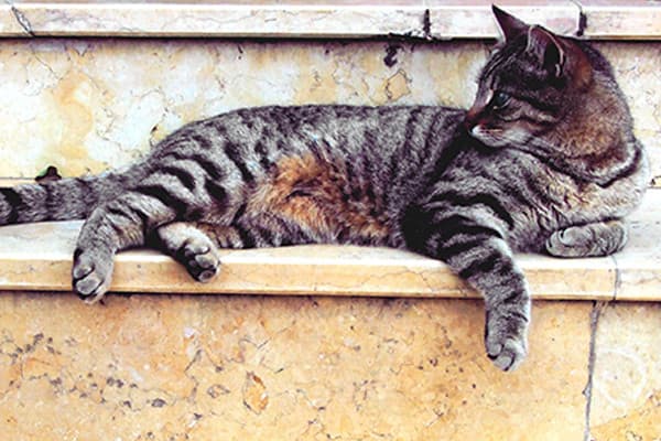 Kedilerin bakım ve beslenmesinde yaz aylarında nelere dikkat etmeliyiz?