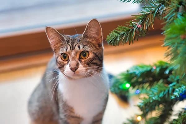 Kedilerin Beslenmesinde Yaş Mamaların Faydaları Nelerdir?