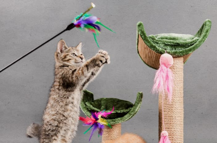 Kedilerle Nasıl Oyun Oynanır?