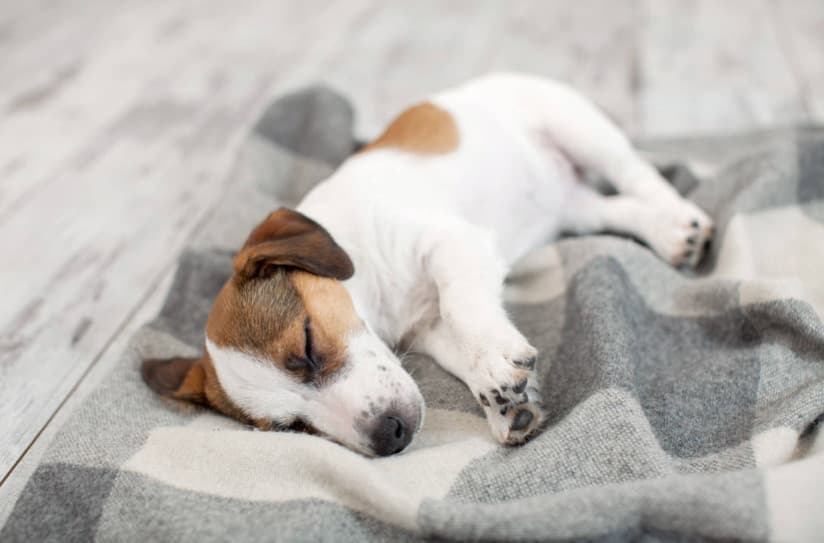 Köpeğiniz İçin Bir Uyku Rutini Oluşturmak