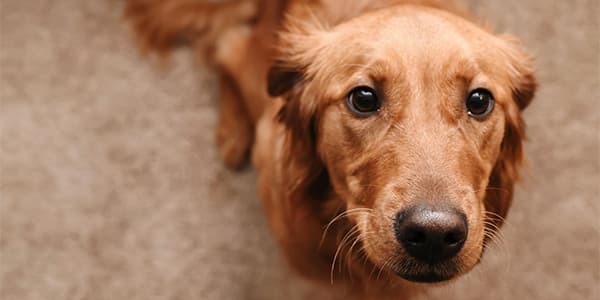 KÖPEĞİNİZİN AGRESİF OLDUĞUNU NASIL ANLARSINIZ? BÖYLE BİR DURUMDA NASIL DAVRANMALISINIZ?