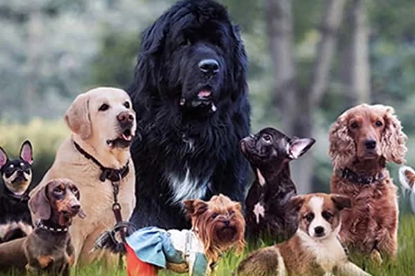 Köpek Irklarına Göre Mama Seçiminin Önemi