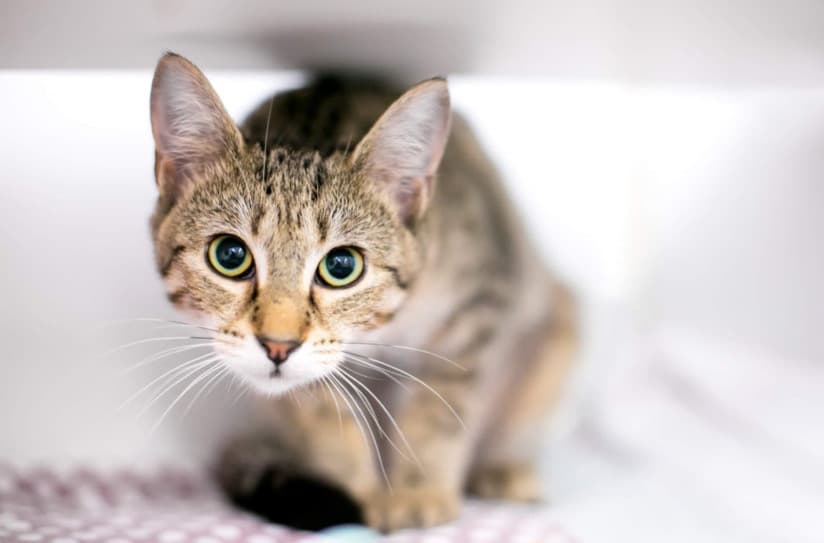 Köpek Ve Kedilerde Genel Kaygıyı Yönetmek