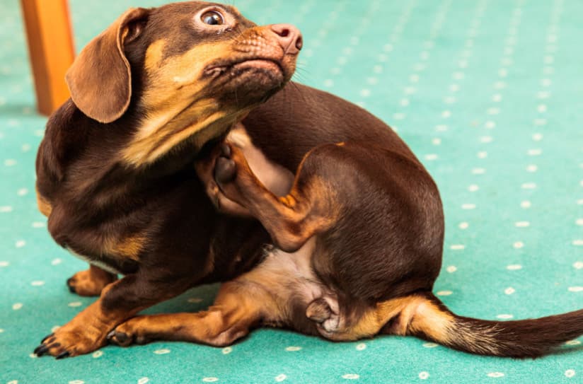 Köpek Ve Kedilerde Kaşıntılı Cildi Rahatlatmanın 7 Doğal Yolu