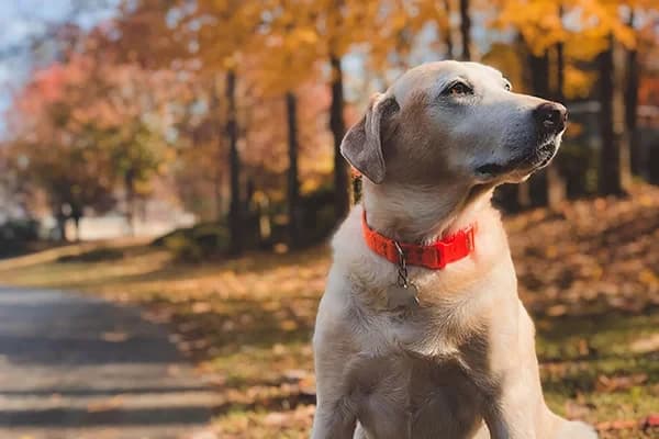 Köpekler Nasıl Yıkanır? En Keyifli Banyo Zamanı için İpuçları