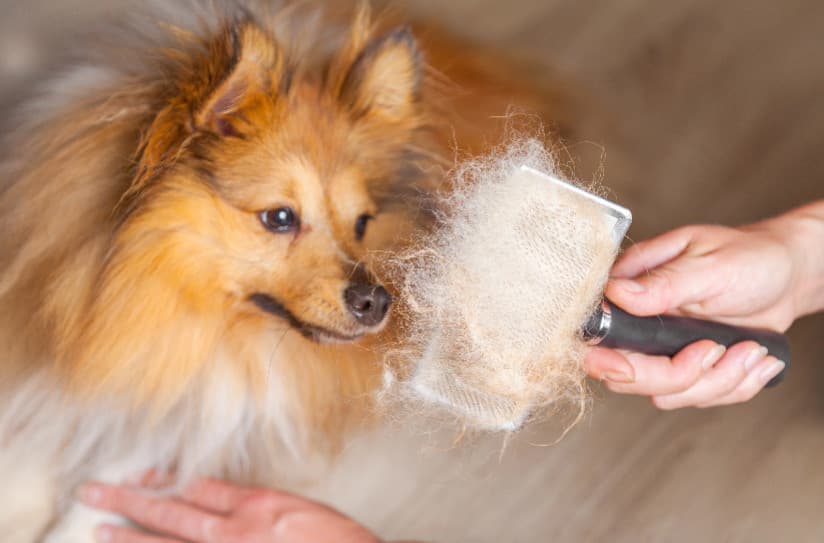 Köpekler Neden Tüy Döker?