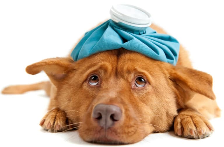 Köpeklerde En Sık Görülen 10 Hastalık