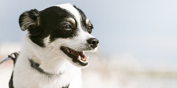 Köpeklerde Göz Bakımı