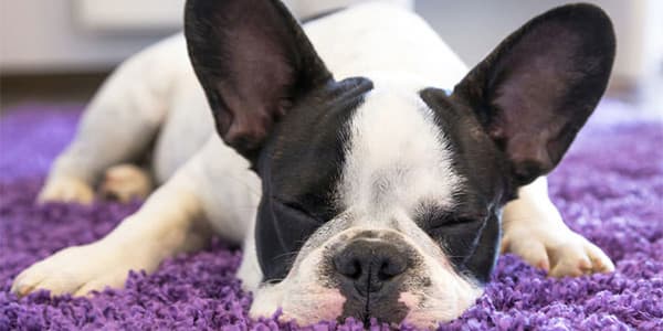 Köpeklerde Kabızlık