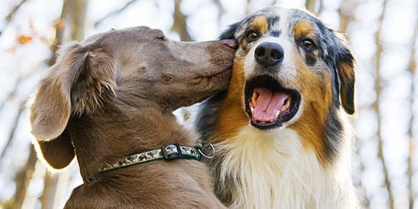 Köpeklerde Kulak Akıntısı