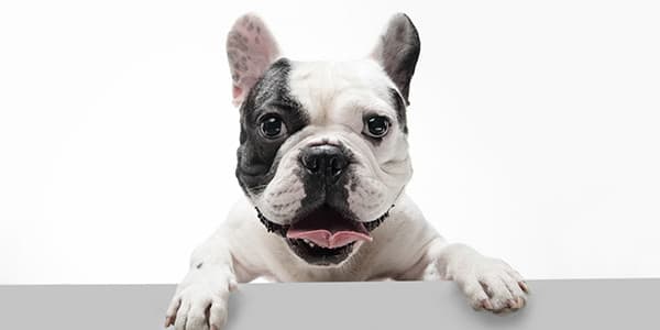 Köpeklerde Kulak Bakımı