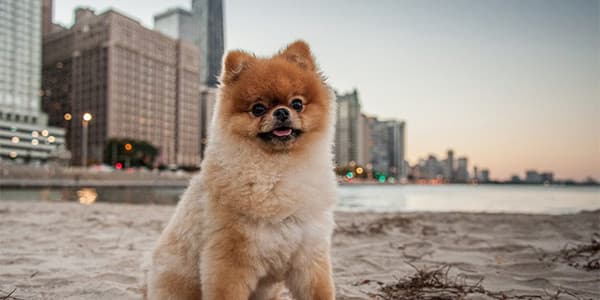 Küçük Irk Köpek Sendromu