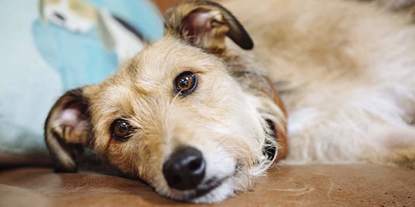 Küçük Irk Köpeklerde Karşılaşılan Hastalıklar