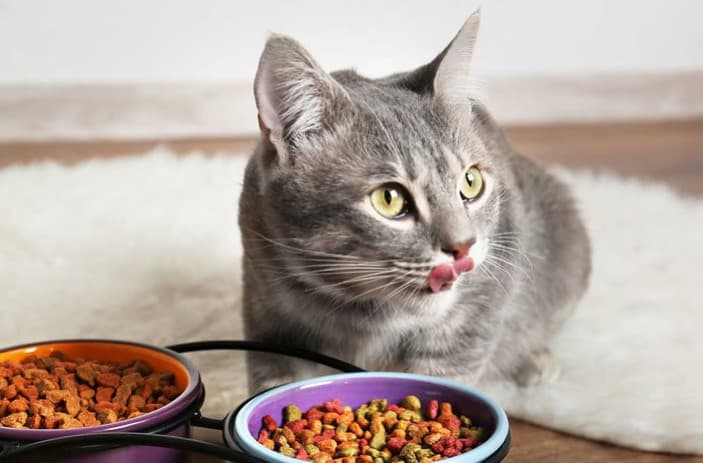 MamaPlus Kuru Kedi Mamaları