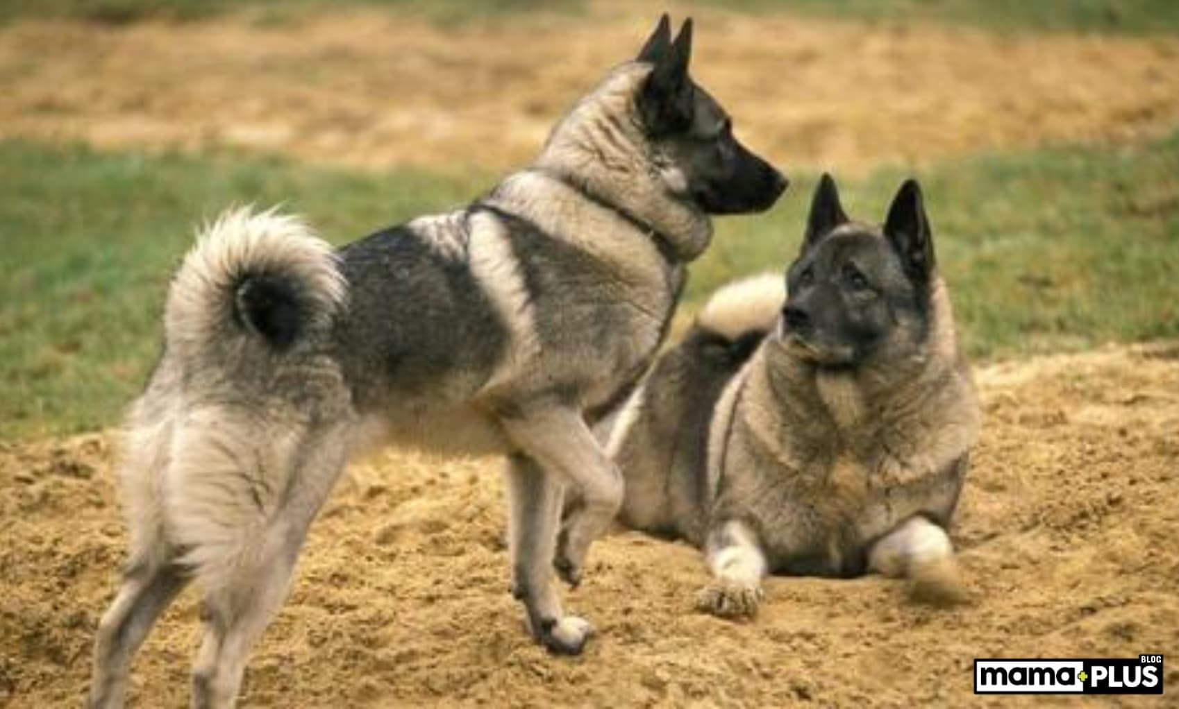 Norveç Elkhound Köpek Irkı Özellikleri, Bakımı, Beslenmesi ve Eğitimi