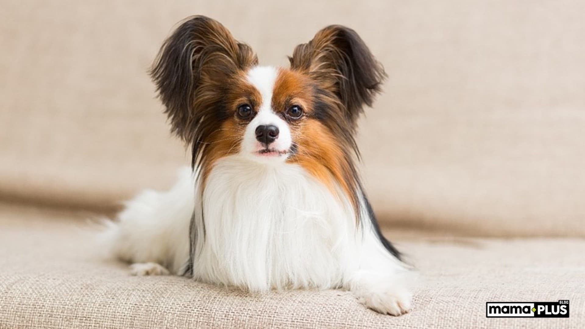 Papillion Köpek Irkı Özellikleri, Bakımı, Beslenmesi ve Eğitimi