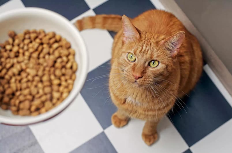 Patili Dostlarımız Kediler İçin 5 Sağlıklı Besin