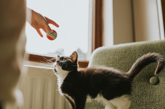 Patili Dostunuzun Seveceği Basit Oyunlar