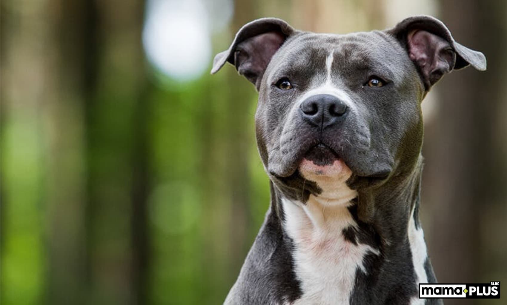 Pitbull Köpek Irkı Özellikleri, Bakımı, Beslenmesi ve Eğitimi