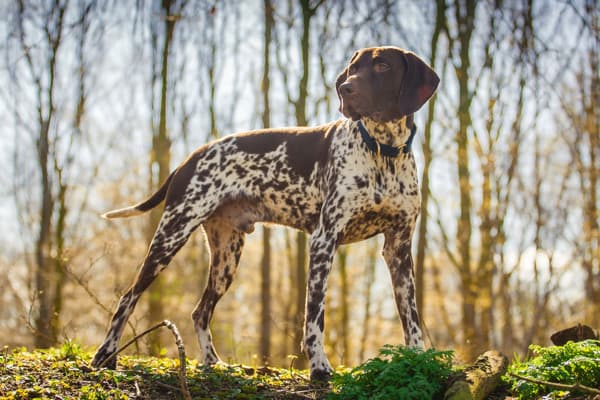 Pointer Köpeği Özellikleri, Bakımı, Beslenmesi ve Eğitimi