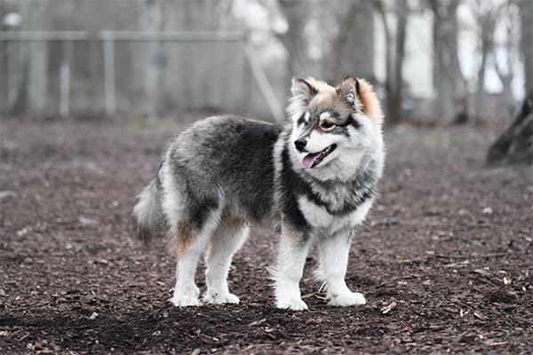 Alaskan Malamute Köpek Irkı Özellikleri, Bakımı, Beslenmesi ve Eğitimi