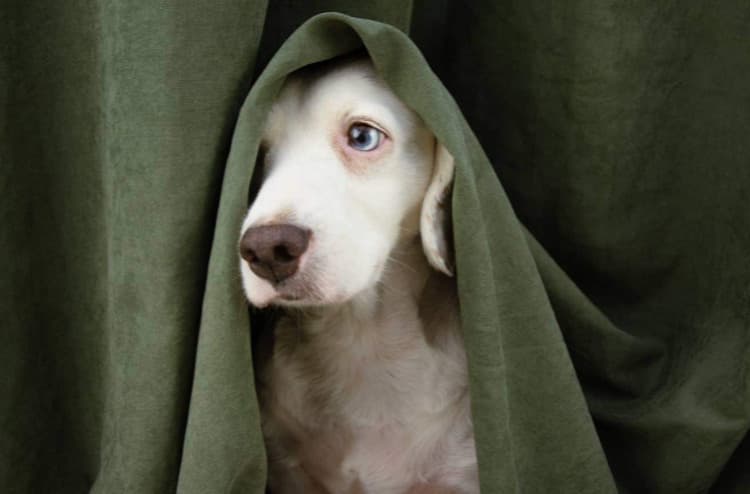 Sessiz Köpekler: Beden Dili Ve Yüz İfadeleri Nasıl Yorumlanır?