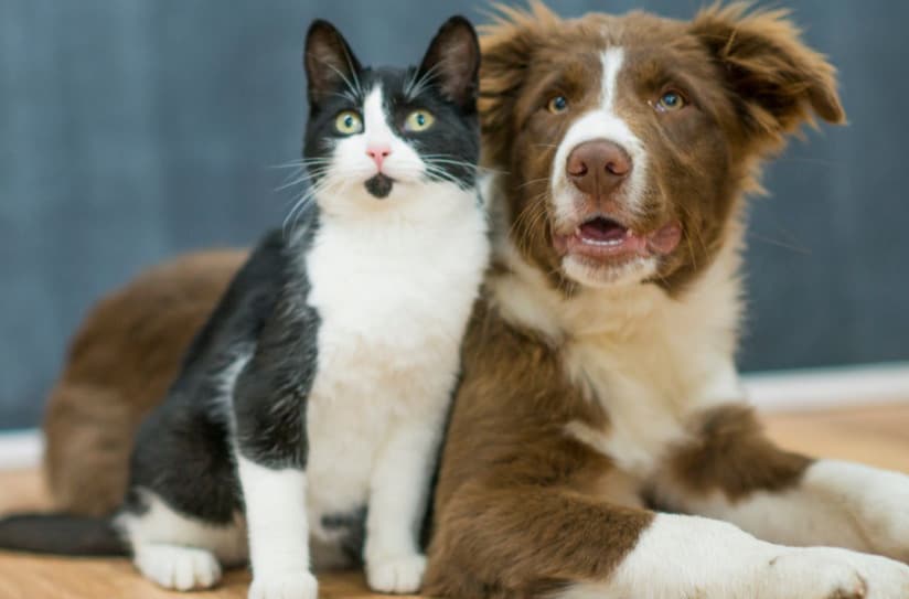 Sevimli Dostlarımız Kediler İle İlgili İlginç Bilgiler