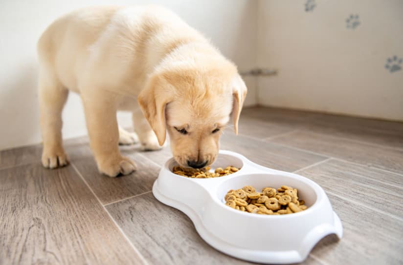 Sevimli Dostunuz İçin Doğru Mamayı Nasıl Seçersiniz?